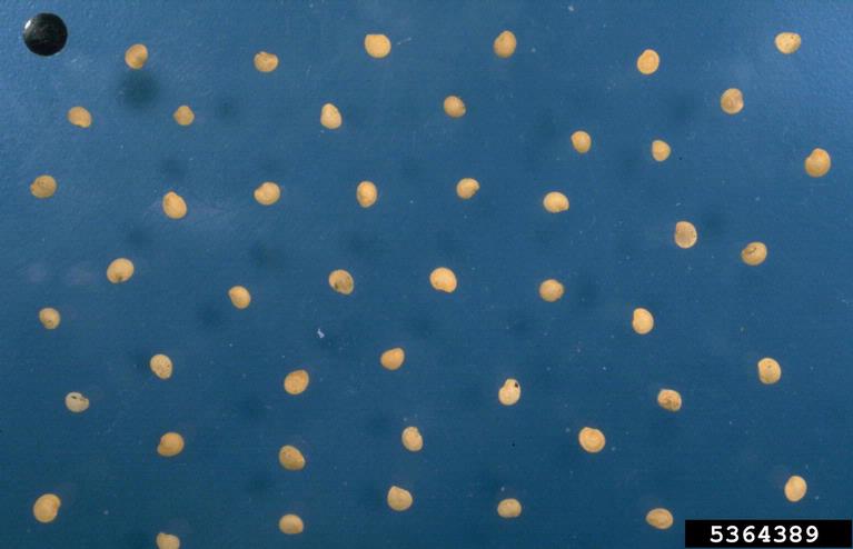 Physalis philadelphica